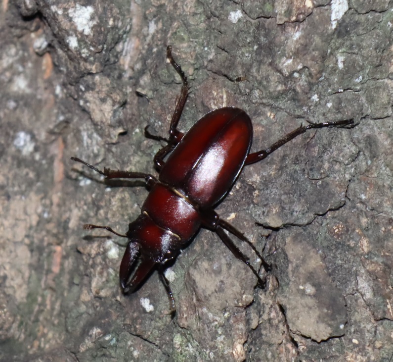 ノコギリクワガタ極小♂_No3のクヌギ_クワガタ達のオアシス_2023年7月18日19時25分 気温31.5度